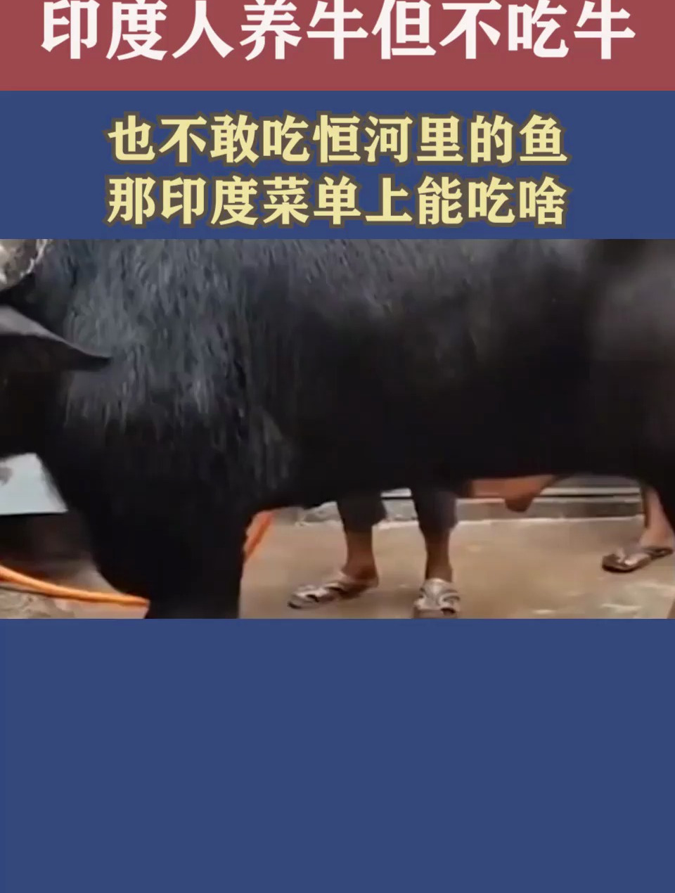 印度人养牛但不吃牛,也不敢吃恒河里的鱼,那印度菜单上能吃啥?