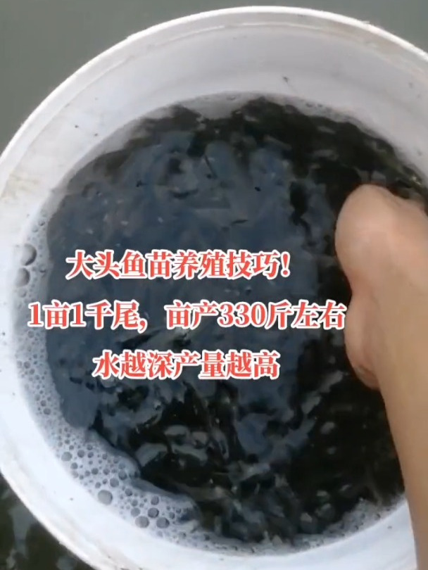 花鲢鱼苗花鲢是最好养的淡水鱼,水越深产量越高,适合大型水库