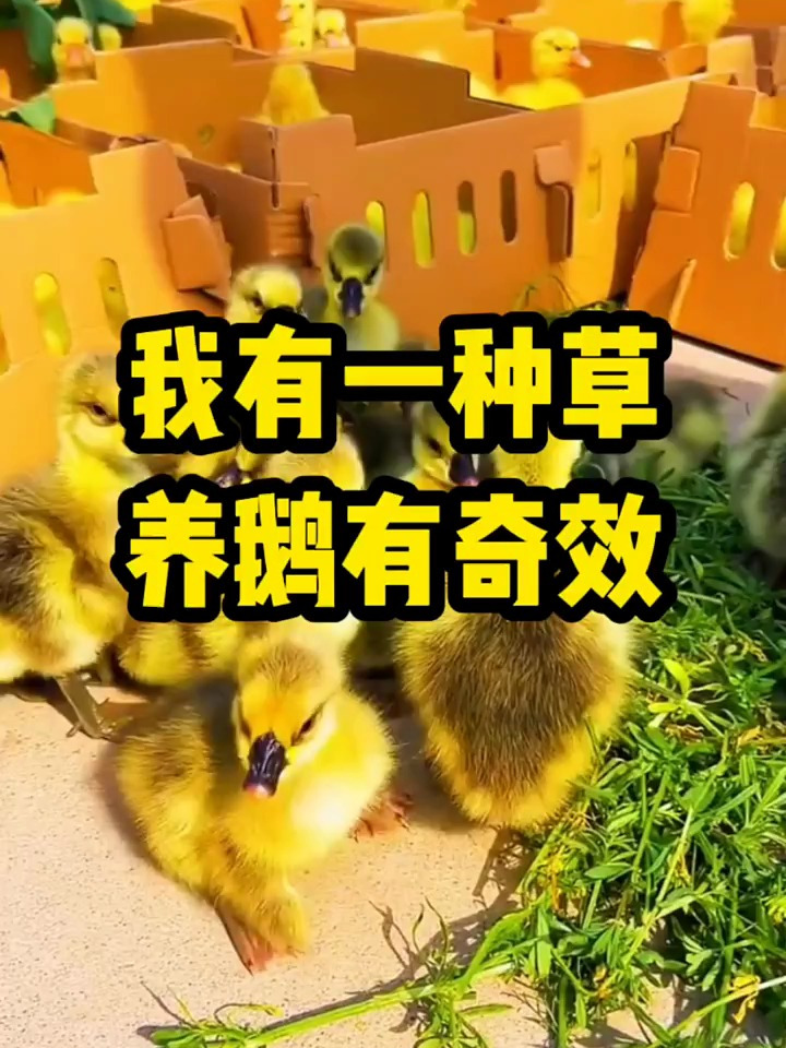我知道农村有一种草,养鹅用上它有奇效