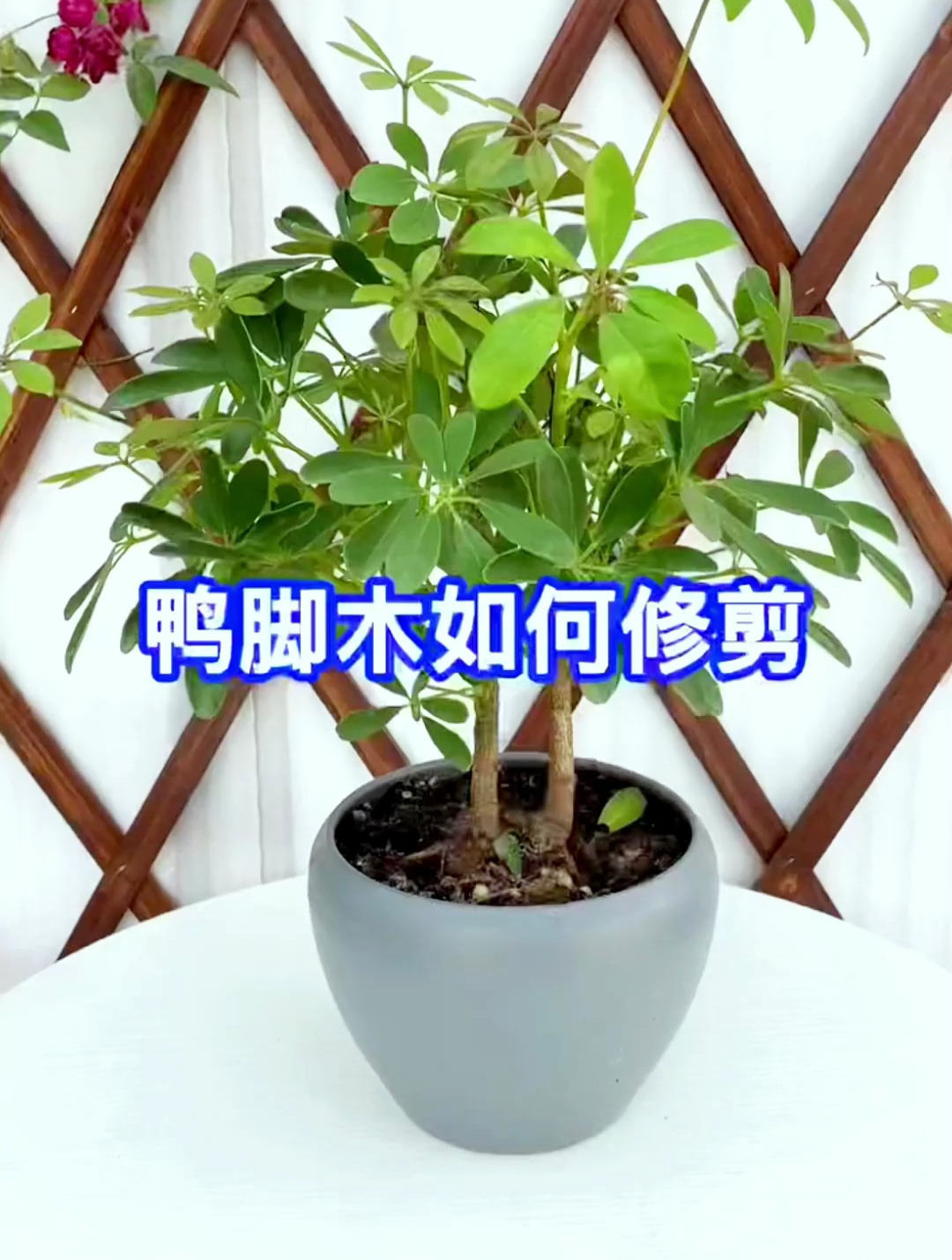 鸭脚木如何修剪?很多花友舍不得修剪,最后长的奇奇怪怪影响美观