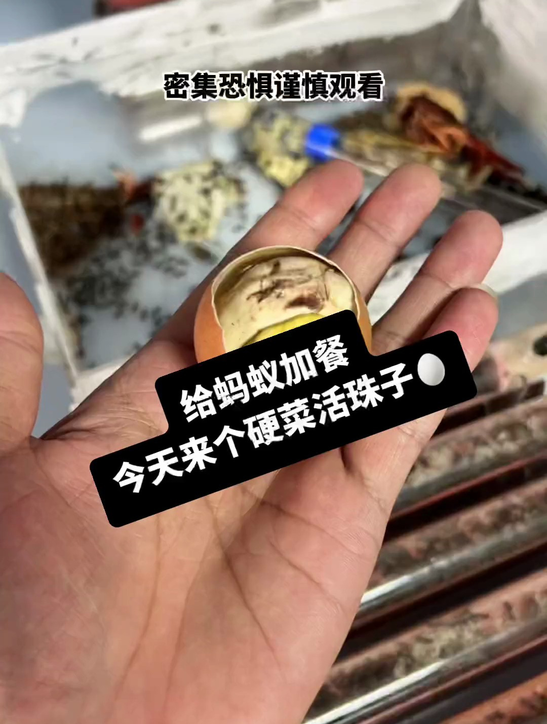 孵化14天的鸡蛋,活珠子有多少人敢吃的?