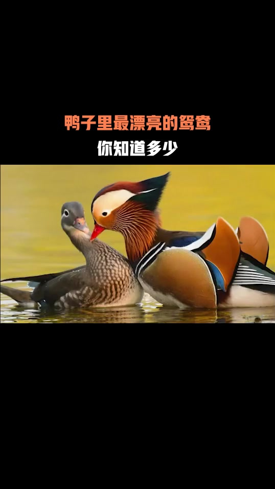 鸭子里最漂亮的鸳鸯,你知道多少