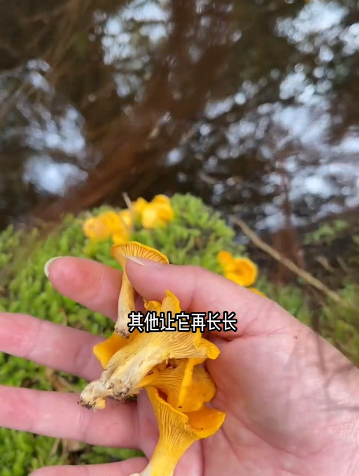 冬天做的腊肉有好多,我们要进山去森林寻宝,捡点菌子回家炒肉吃