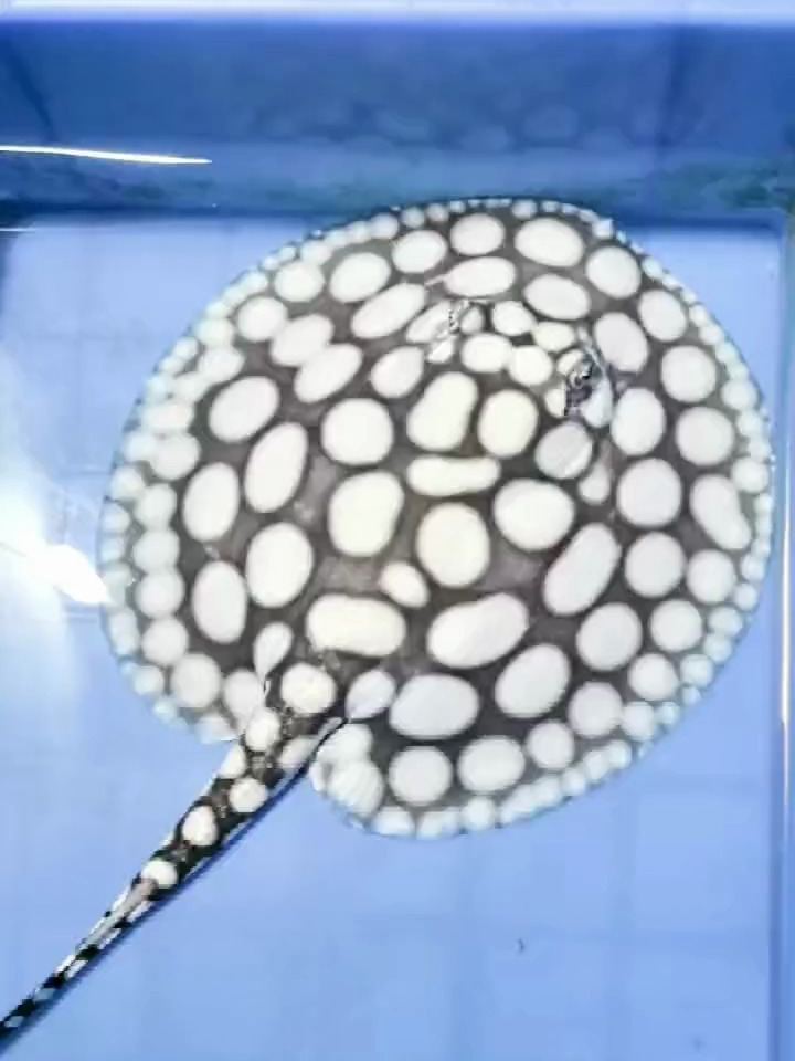 极品丸子点皇冠黑白魟鱼