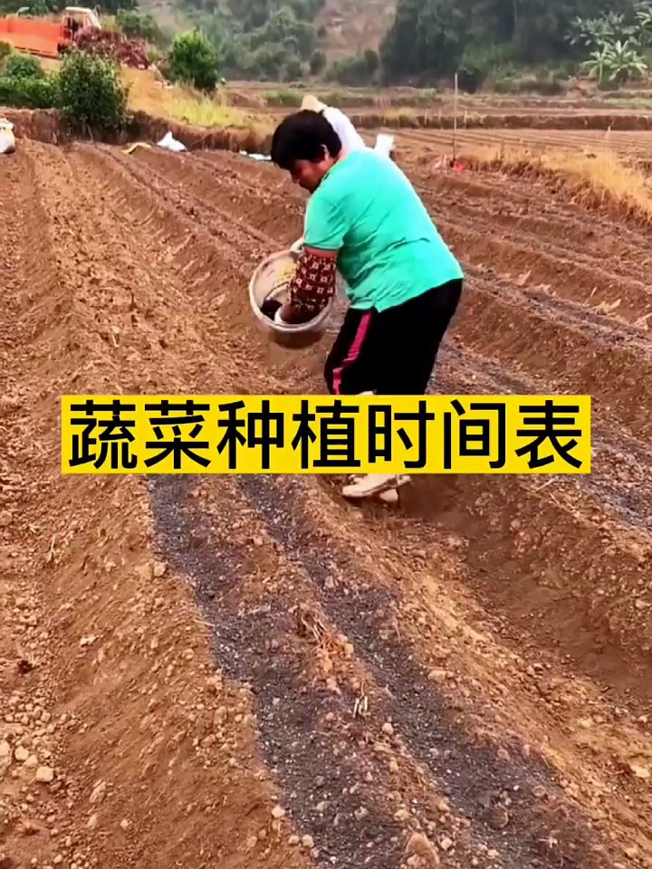 蔬菜种植时间表,看看你都知道吗