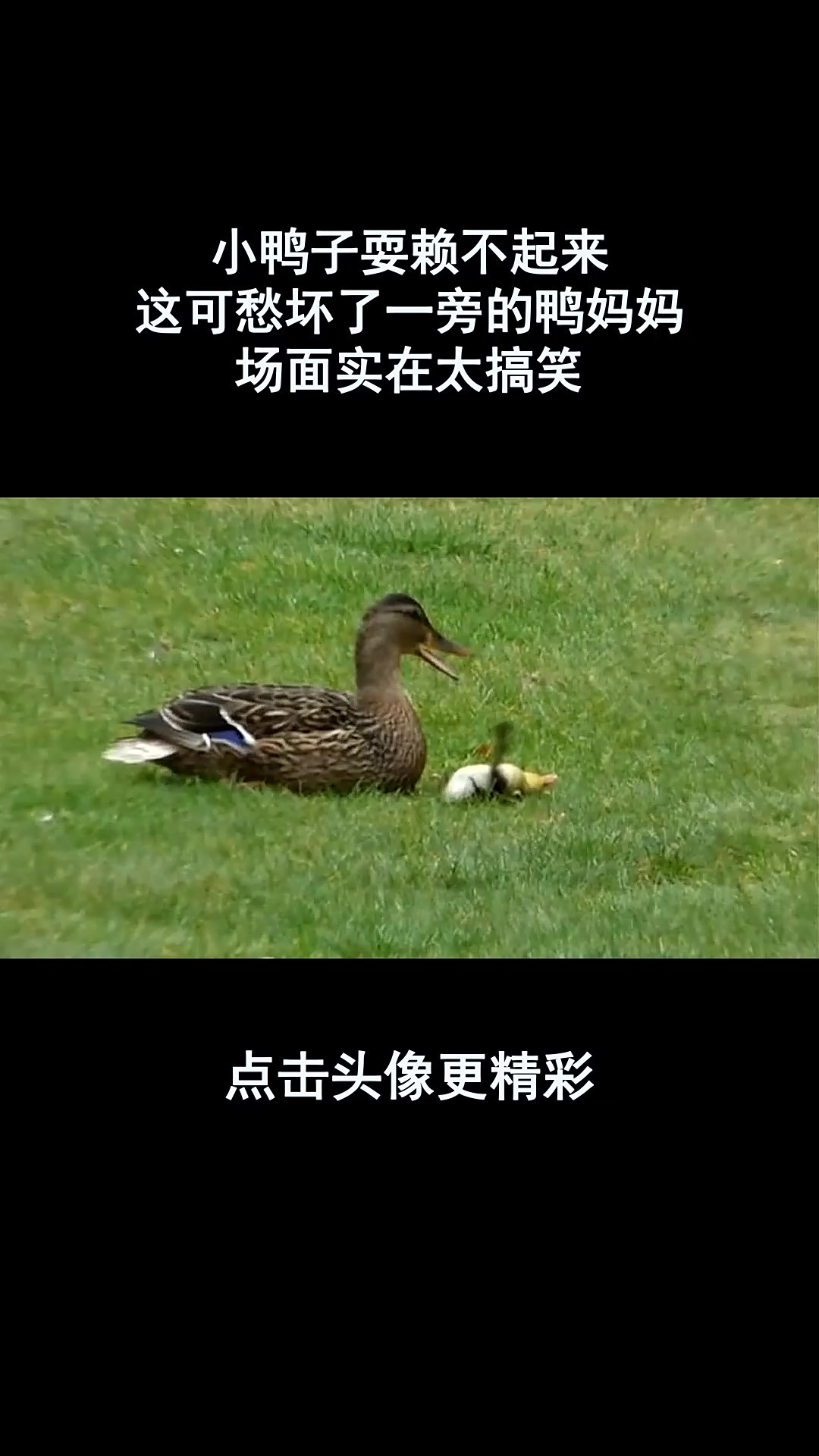 小鸭子耍赖不起来,这可愁坏了一旁的鸭妈妈,场面实在太搞笑