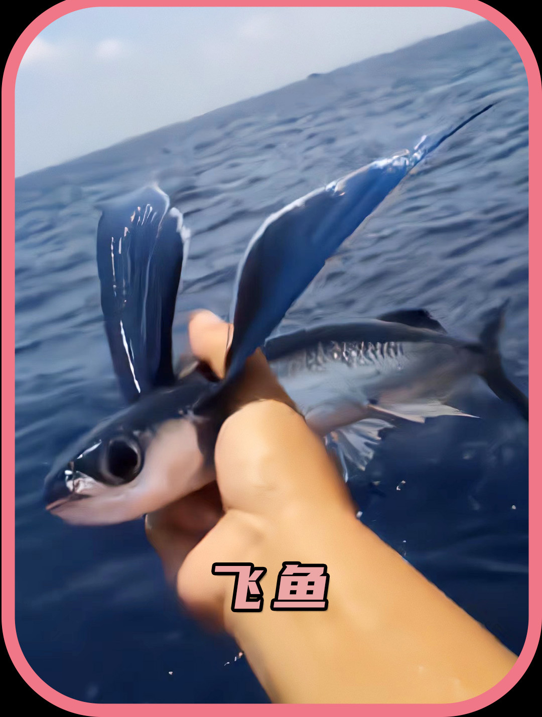 你见过会飞的鱼吗