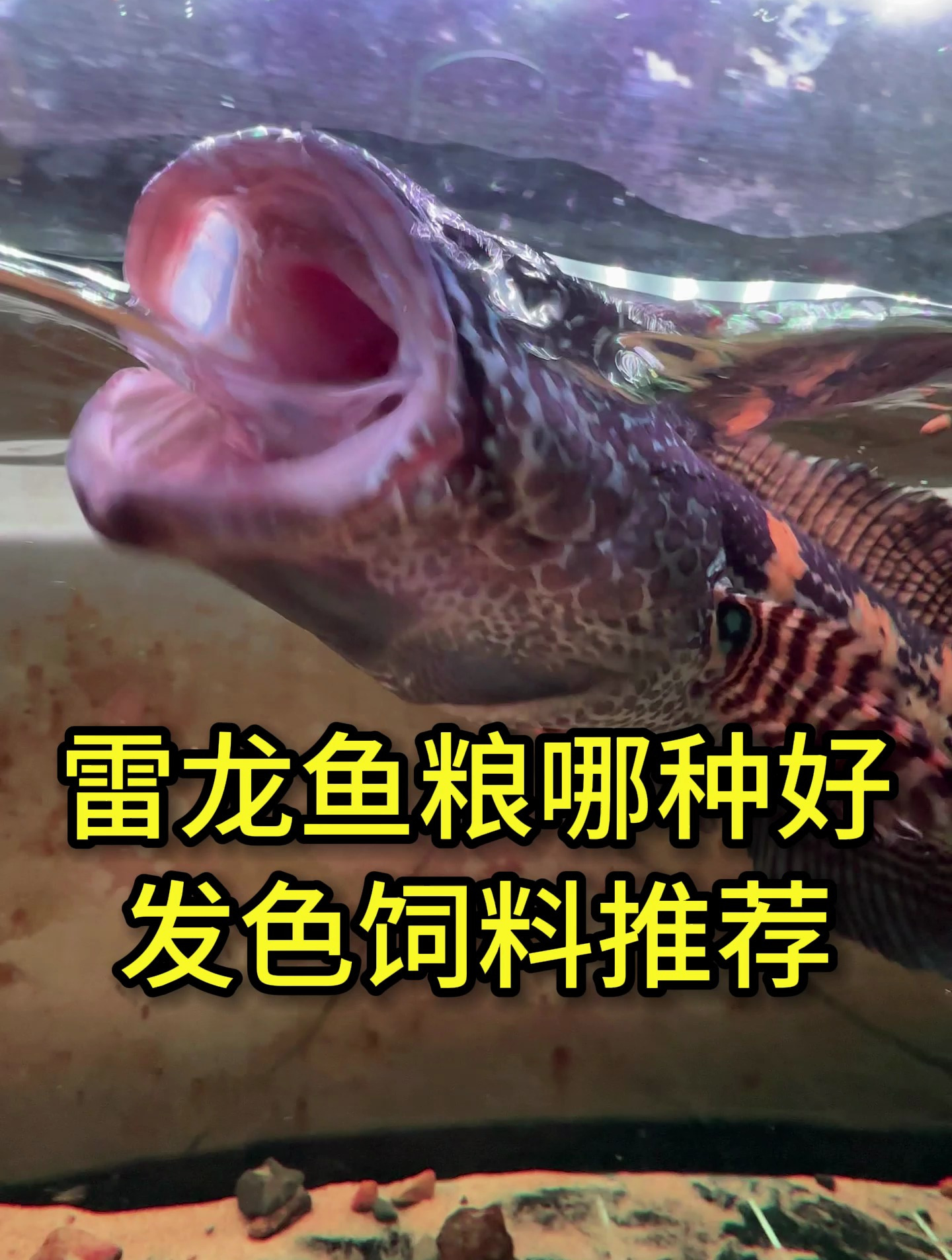 雷龙鱼粮哪个好?不同品种雷龙吃不同的饲料