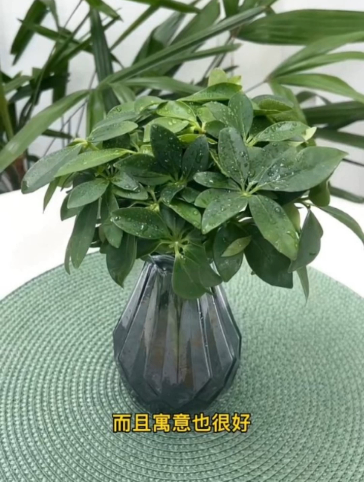 七叶莲又叫鸭脚木,能赏花能泡酒,养护简单好寓意