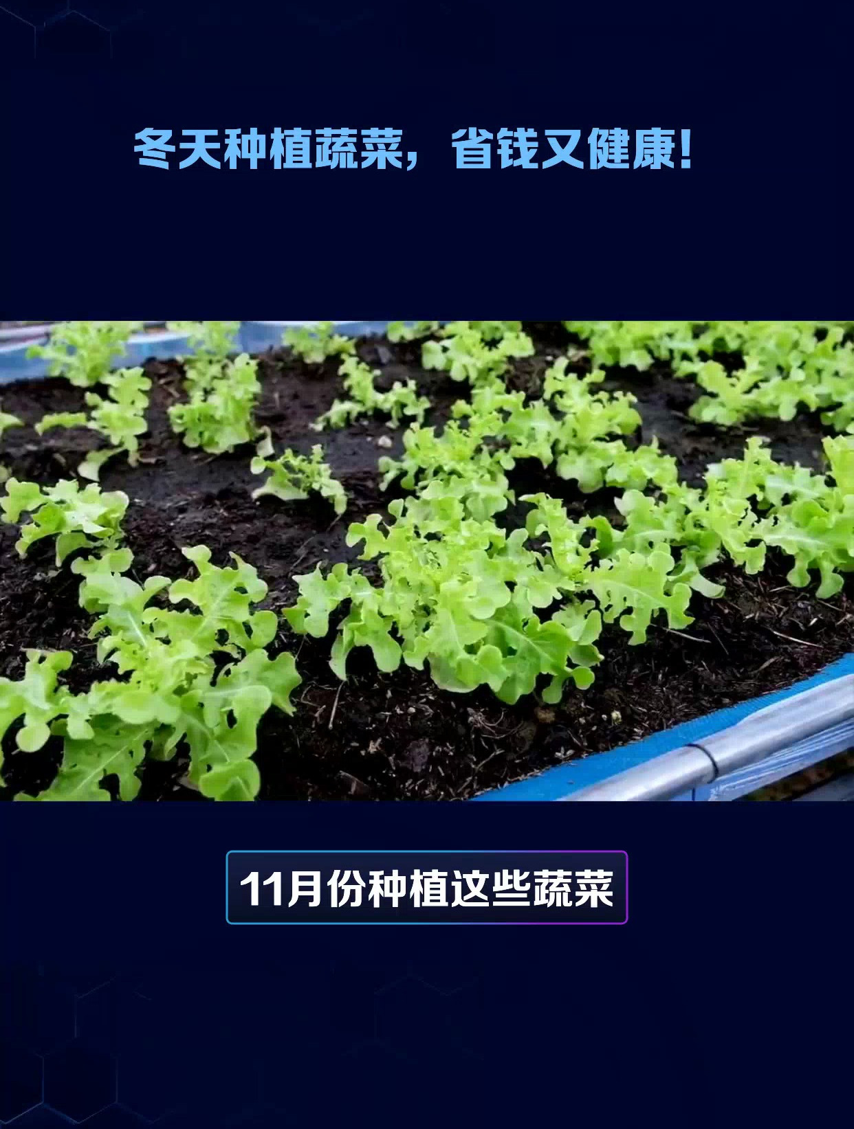 11月份种植这些蔬菜,不仅口感好,还特别适合在冬天种植!