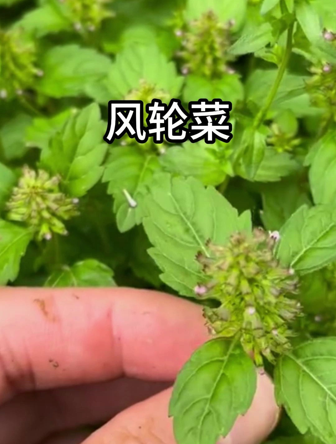 风轮菜,幼苗可食,形似夏枯草,你了解它吗?