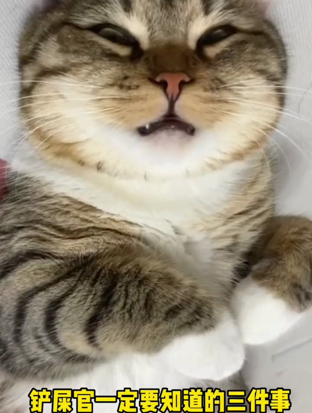 想养一只小猫咪