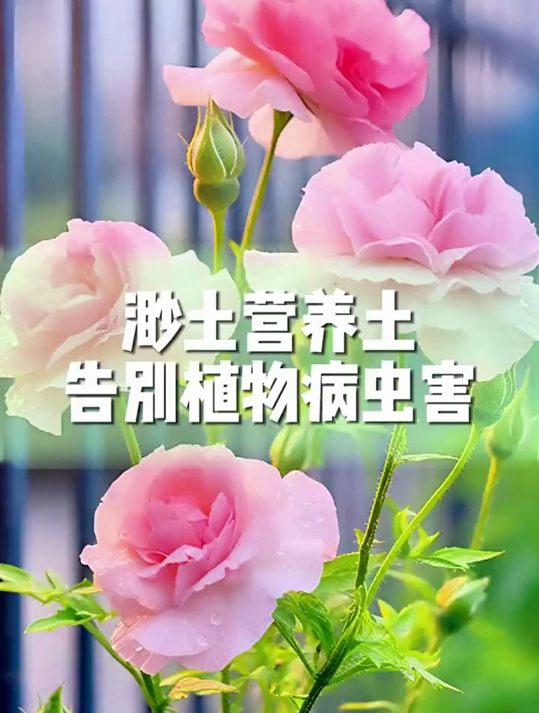 适合各种瓜果蔬菜,便宜又好用,喜欢养花种菜的可以试一下