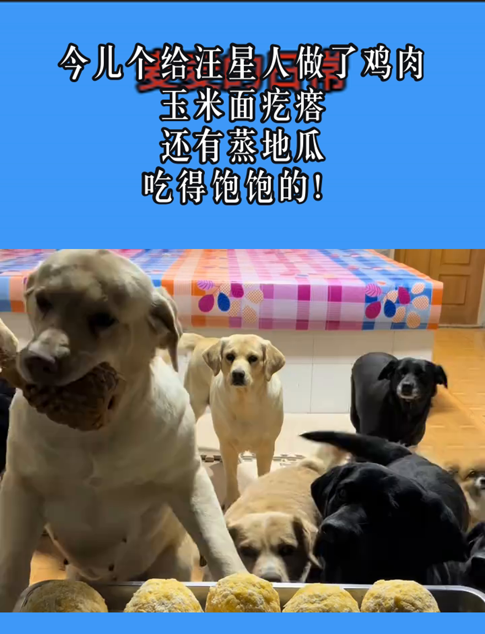 今儿个给汪星人做了鸡肉玉米面疙瘩,还有蒸地瓜,吃得饱饱的!