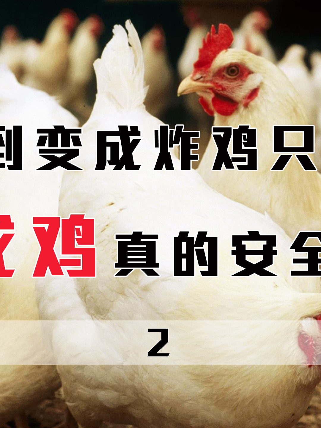 从孵化到变成炸鸡只要45天,速成鸡真的是安全鸡吗?