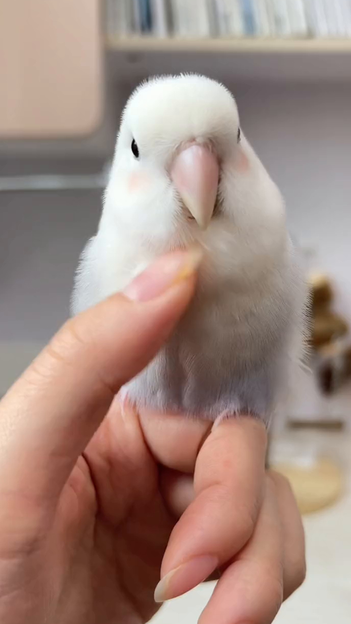 腮红小鸡～