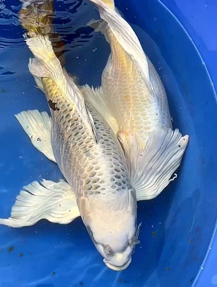 熊猫蝴蝶鲤,而且还带金钱尾的!观赏鱼 蝴蝶鲤 鱼
