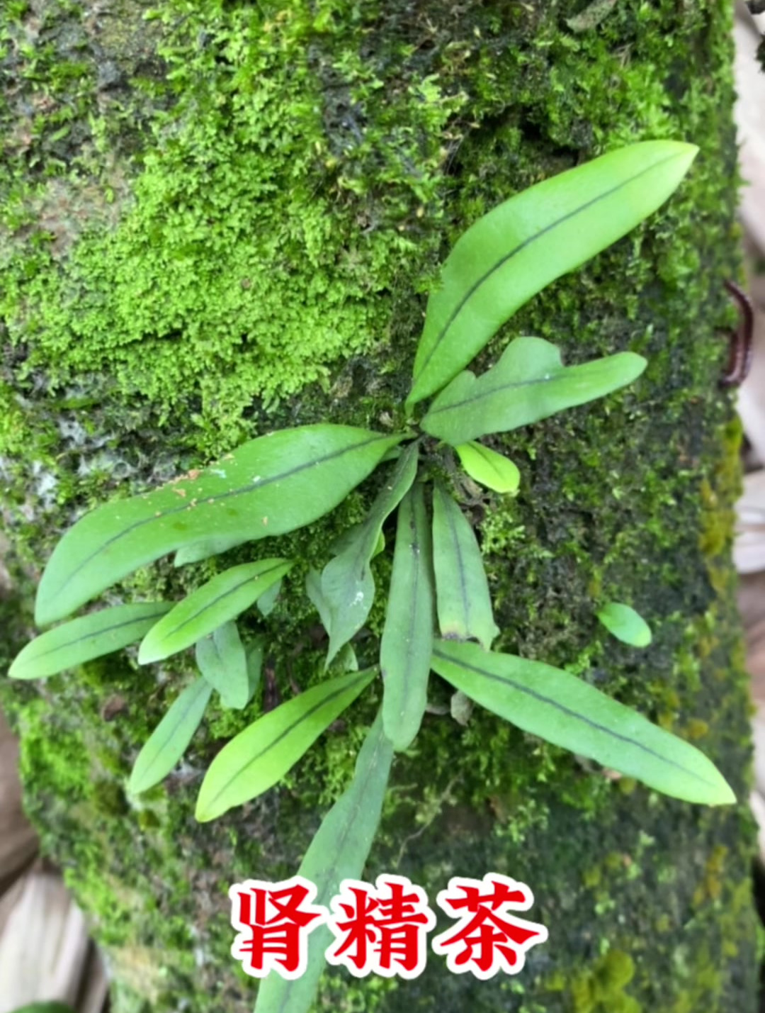 原来“肾精茶”长这样,看看你认识吗?