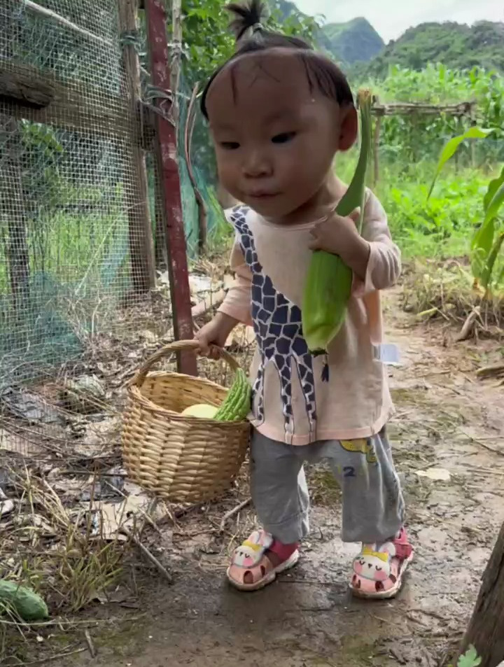 今天去菜园帮妈妈摘菜,我可能干了