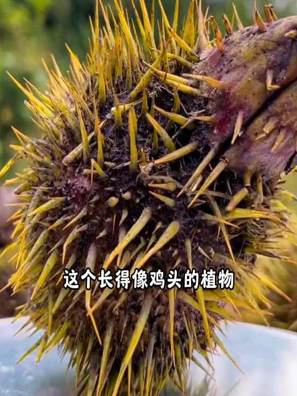 你可能吃过鸡头,但不一定吃过这种带刺的鸡头!