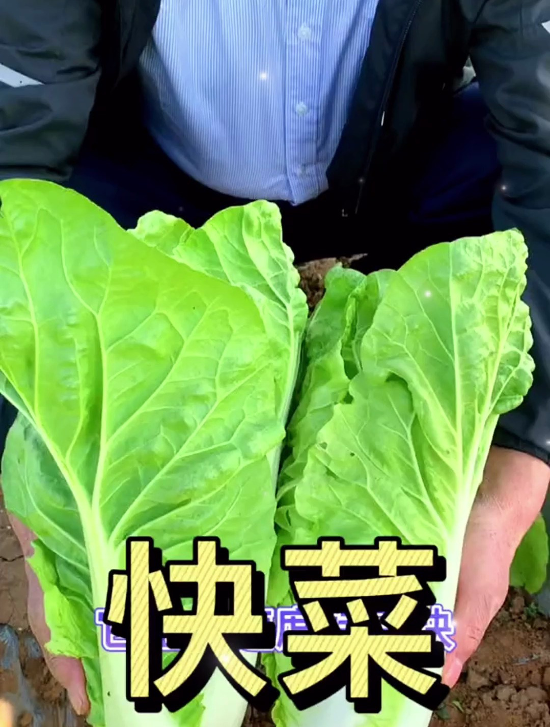 三月种菜就种“火箭菜”,3天出苗,15天采摘,吃完一茬还有一茬