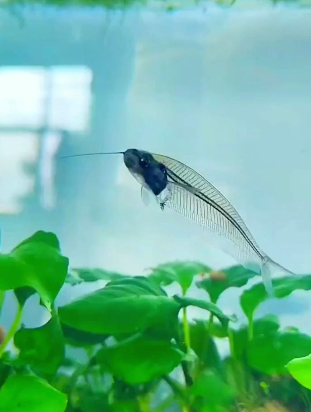 能看见骨头的鱼你见过吗?