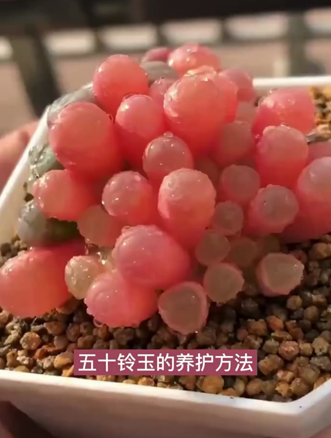 多肉植物五十铃玉该怎么养护?分享多肉的养护方法,你学会了吗!