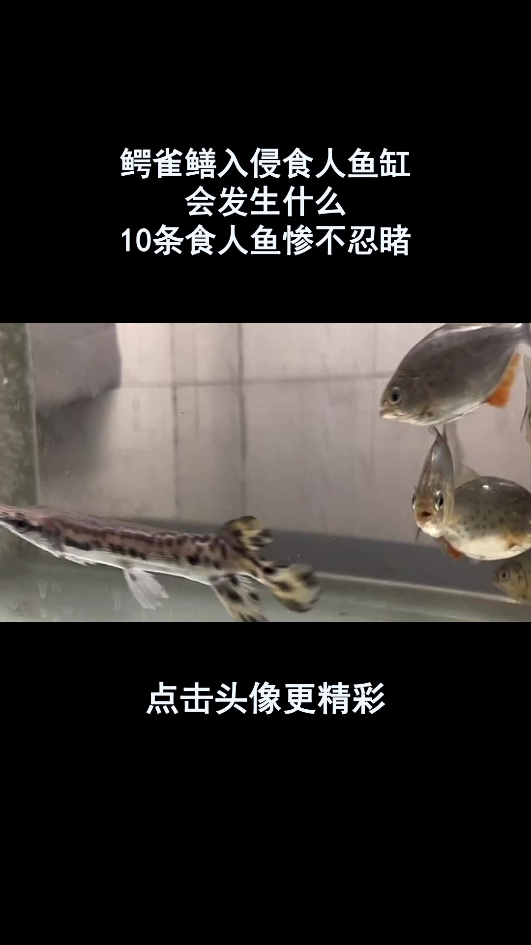 鳄雀鳝入侵食人鱼缸,会发生什么?10条食人鱼惨不忍睹