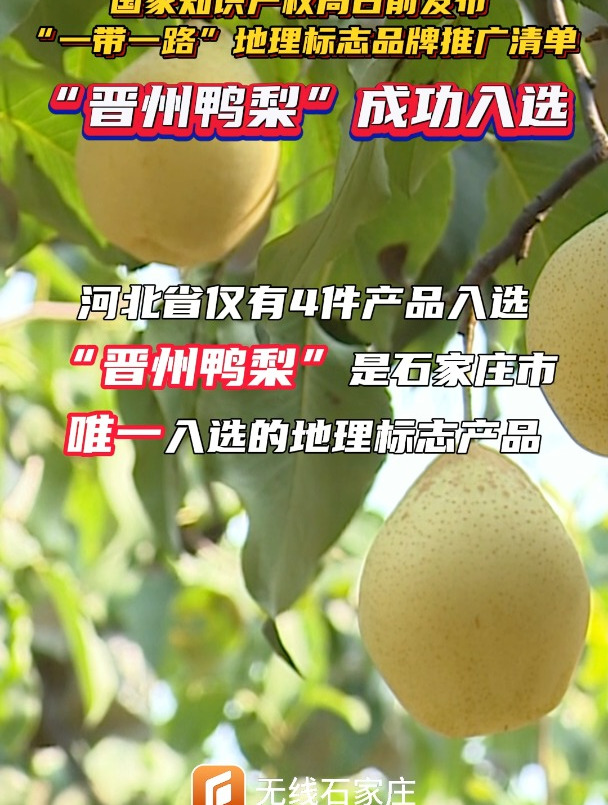 国家知识产权局发布“一带一路”地理标志品牌推广清单,“晋州鸭梨”成功入选