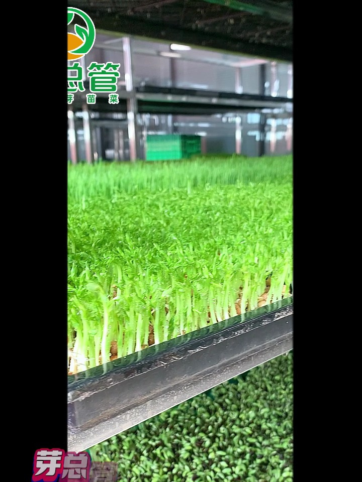 芽苗菜种植技术培训基地 想学吗?