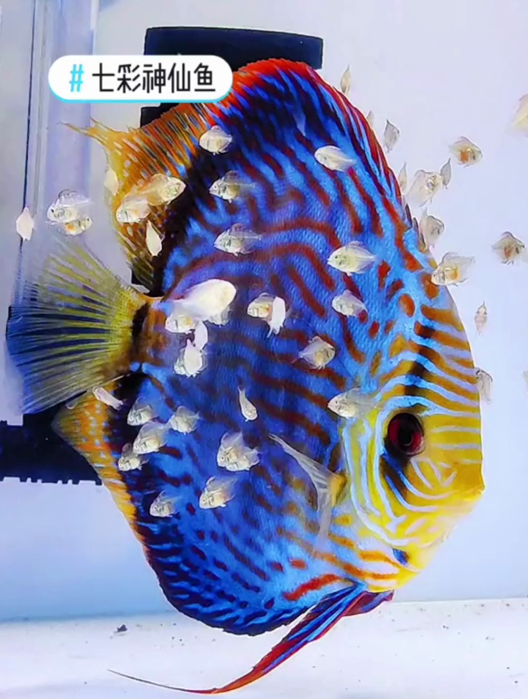 七彩神仙保姆鱼？单身公鱼做保姆鱼完成了他的使命，开始下身分家