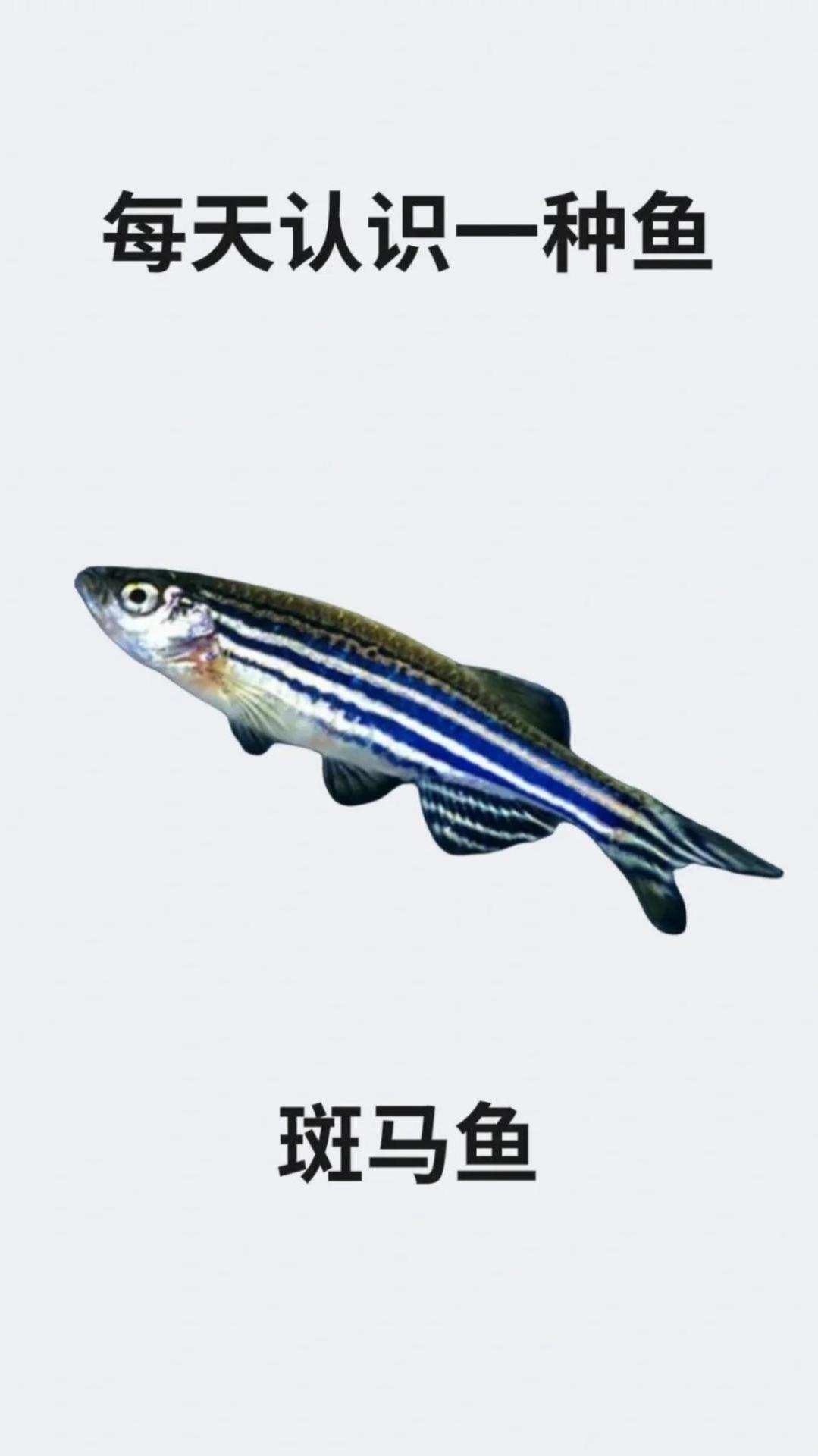 每天认识一种鱼之斑马鱼