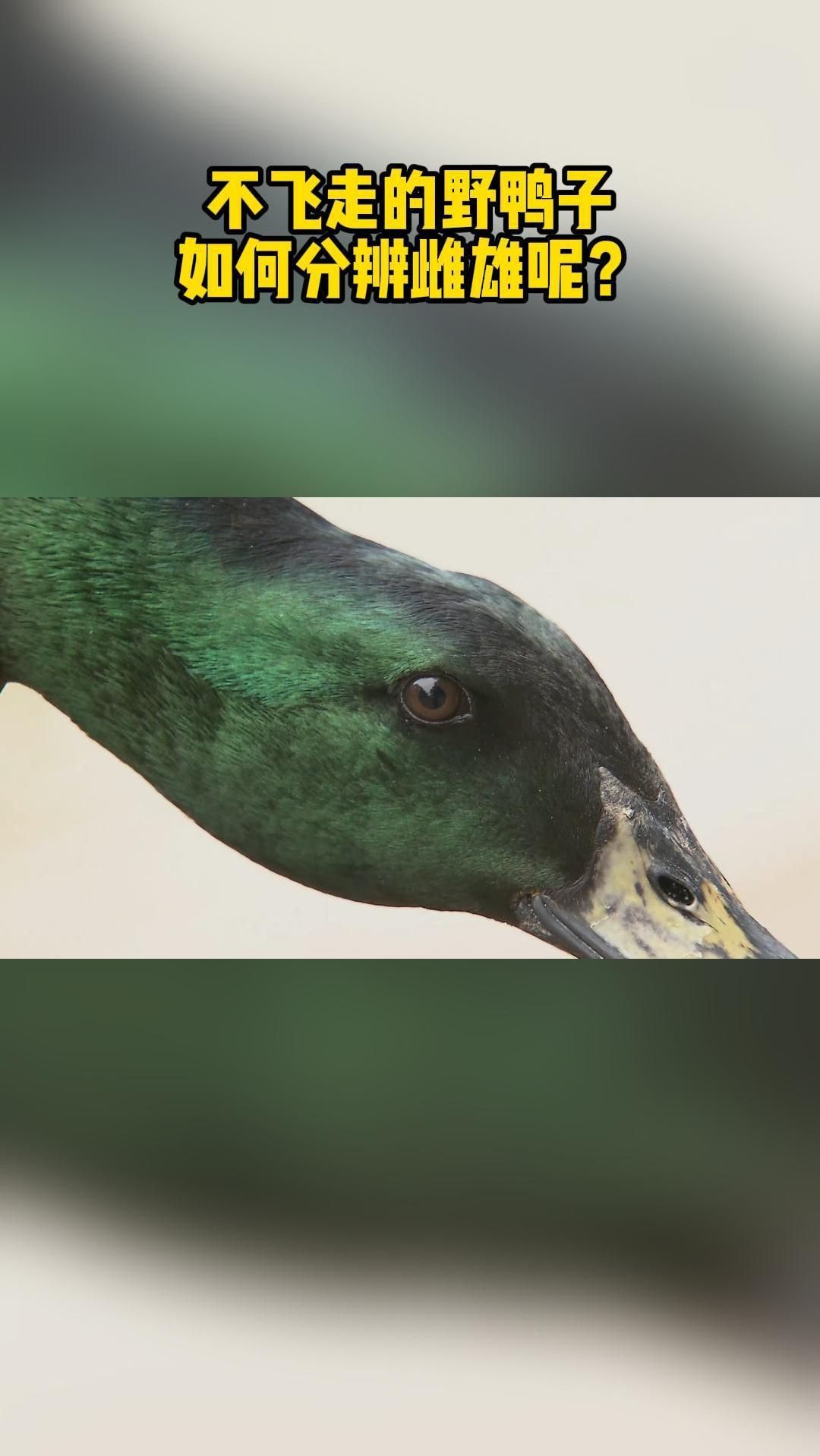 不飞走的野鸭子如何分辨雌雄呢?