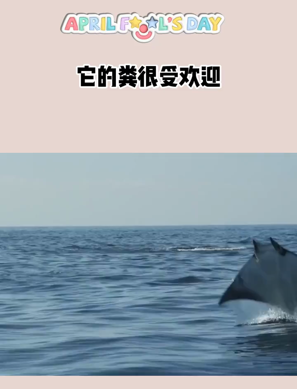 温柔的巨无霸魔鬼鱼,蝠鲼!