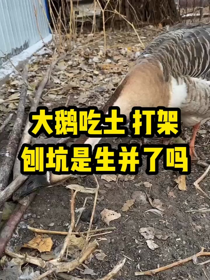 大鹅吃土打架,刨坑是生病了吗?
