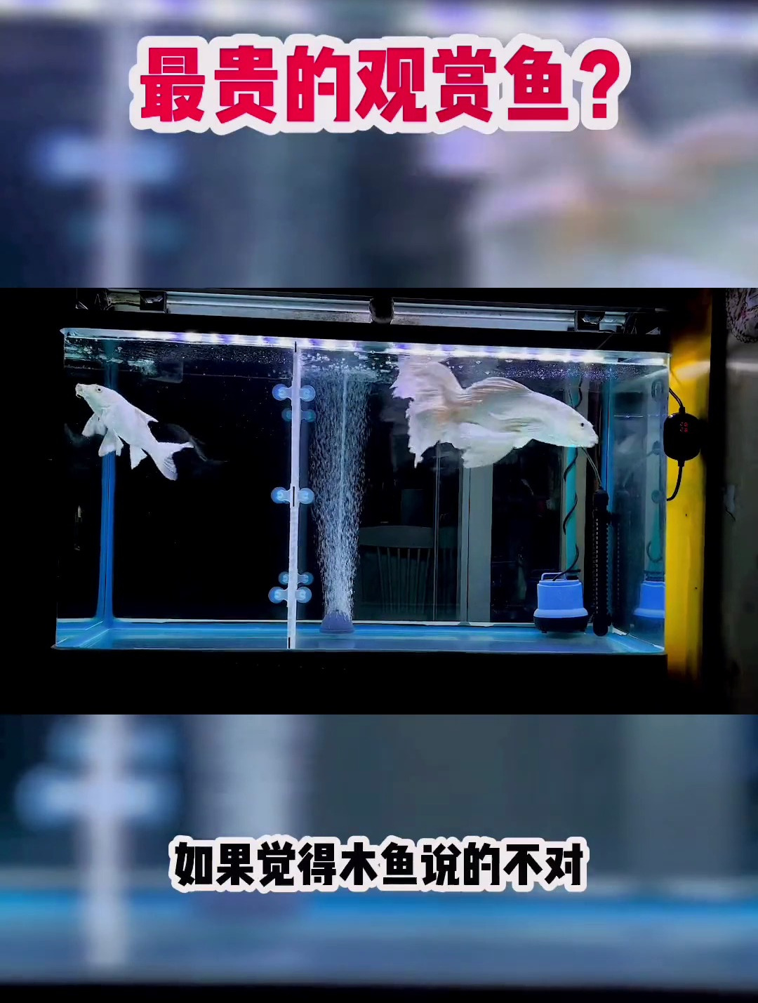 什么观赏鱼最贵 不要看不起每一位养鱼的人 视频创作不易