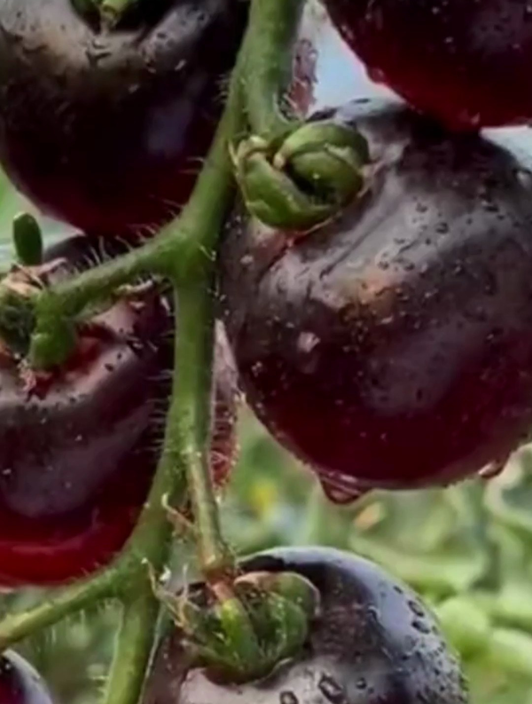 黑色小番茄种子,盆栽四季小西红柿,阳台小院均可种植