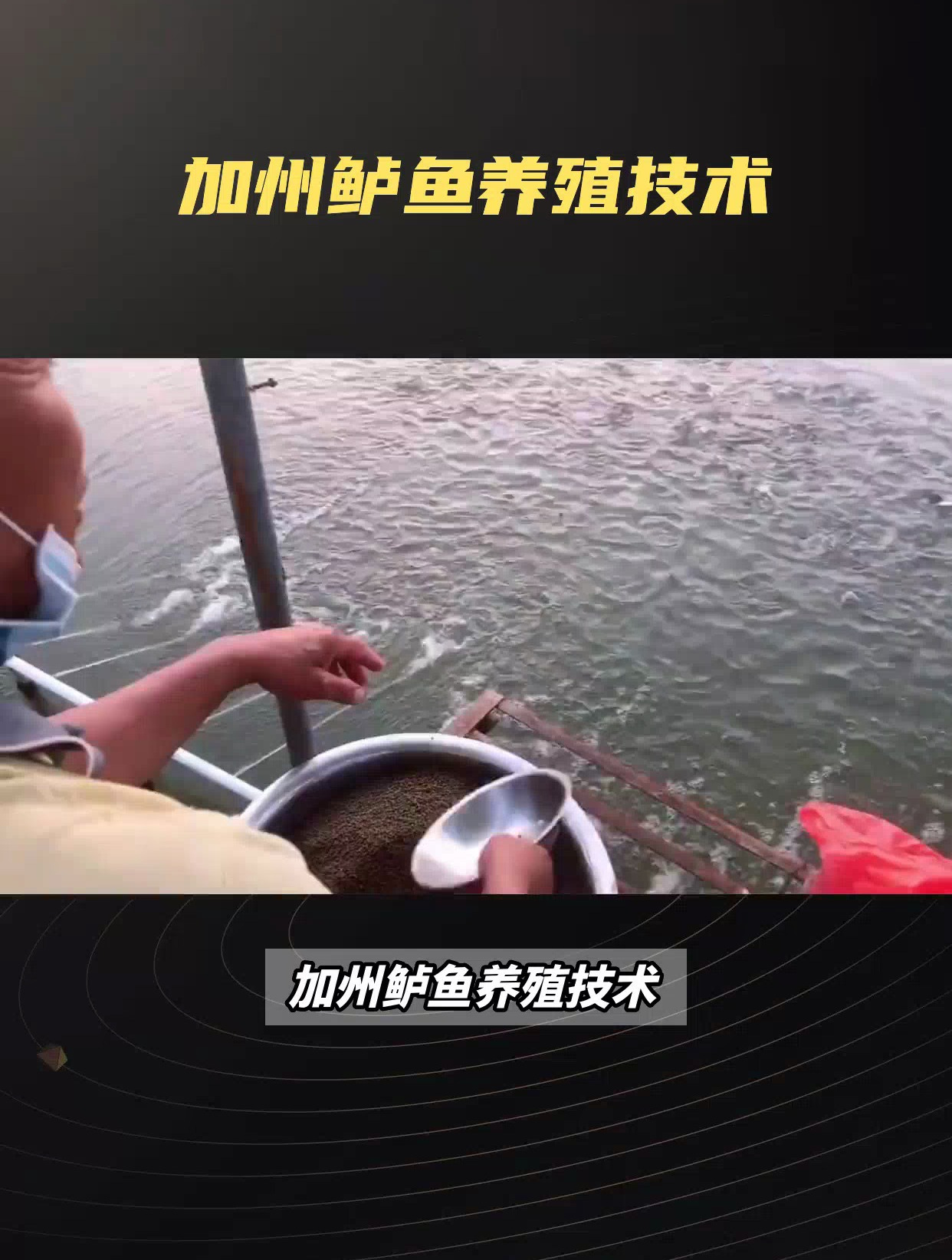 加州鲈鱼养殖技术,从池塘准备到养殖管理,一网打尽!