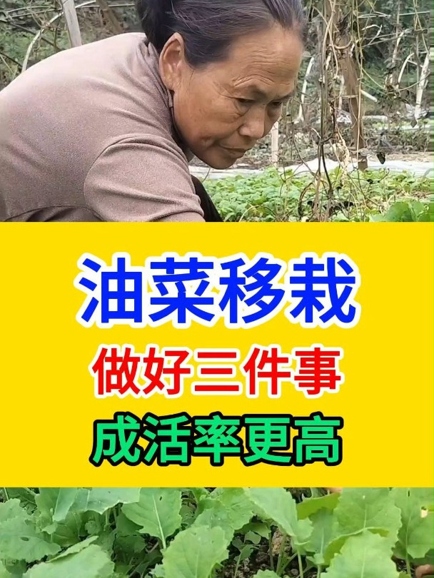 油菜移栽之后做好这三件事