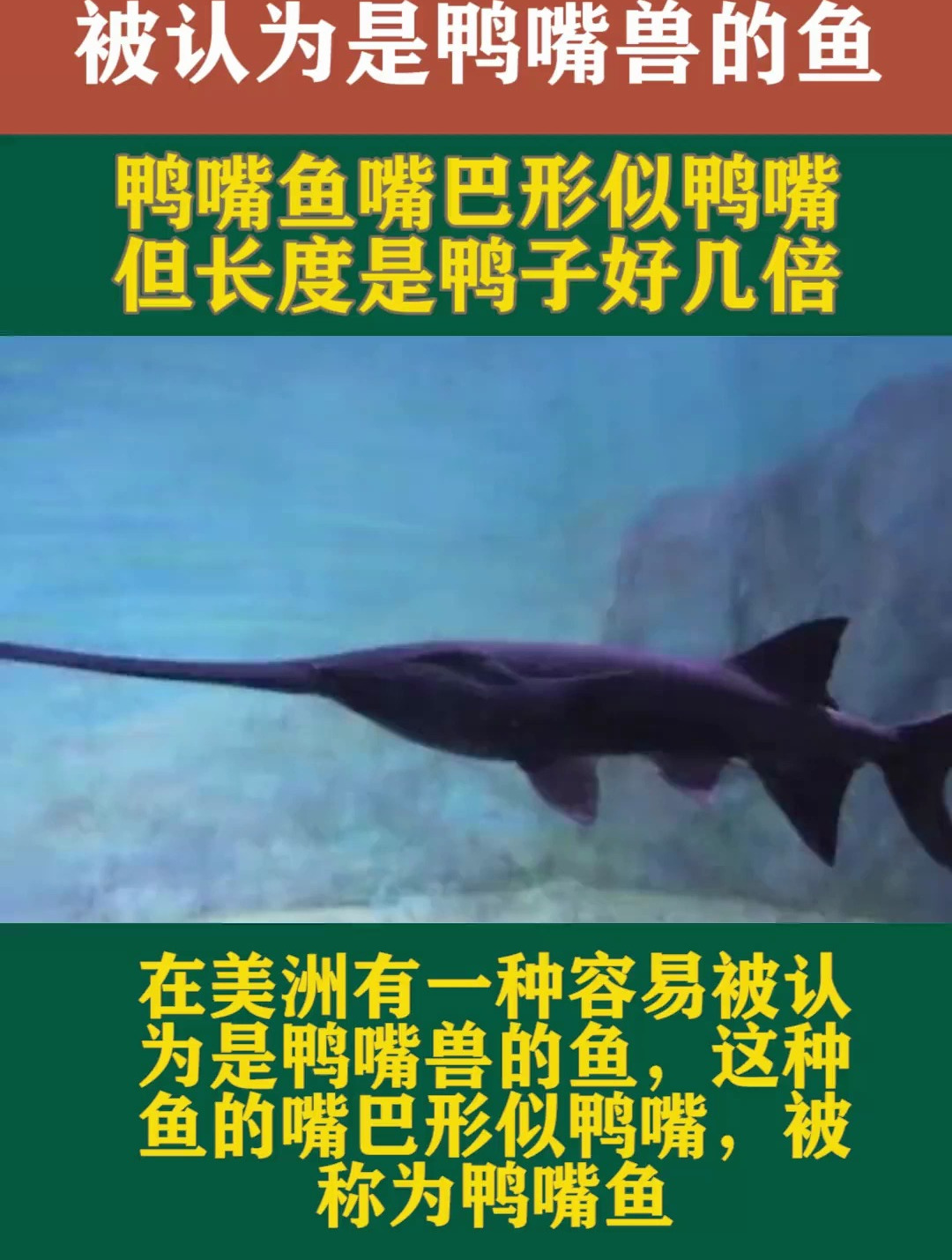 被认为是鸭嘴兽的鱼鸭嘴鱼嘴巴形似鸭嘴但长度是鸭子好几倍