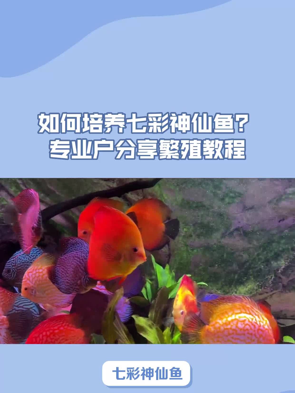 如何培养七彩神仙鱼?专业户分享繁殖教程