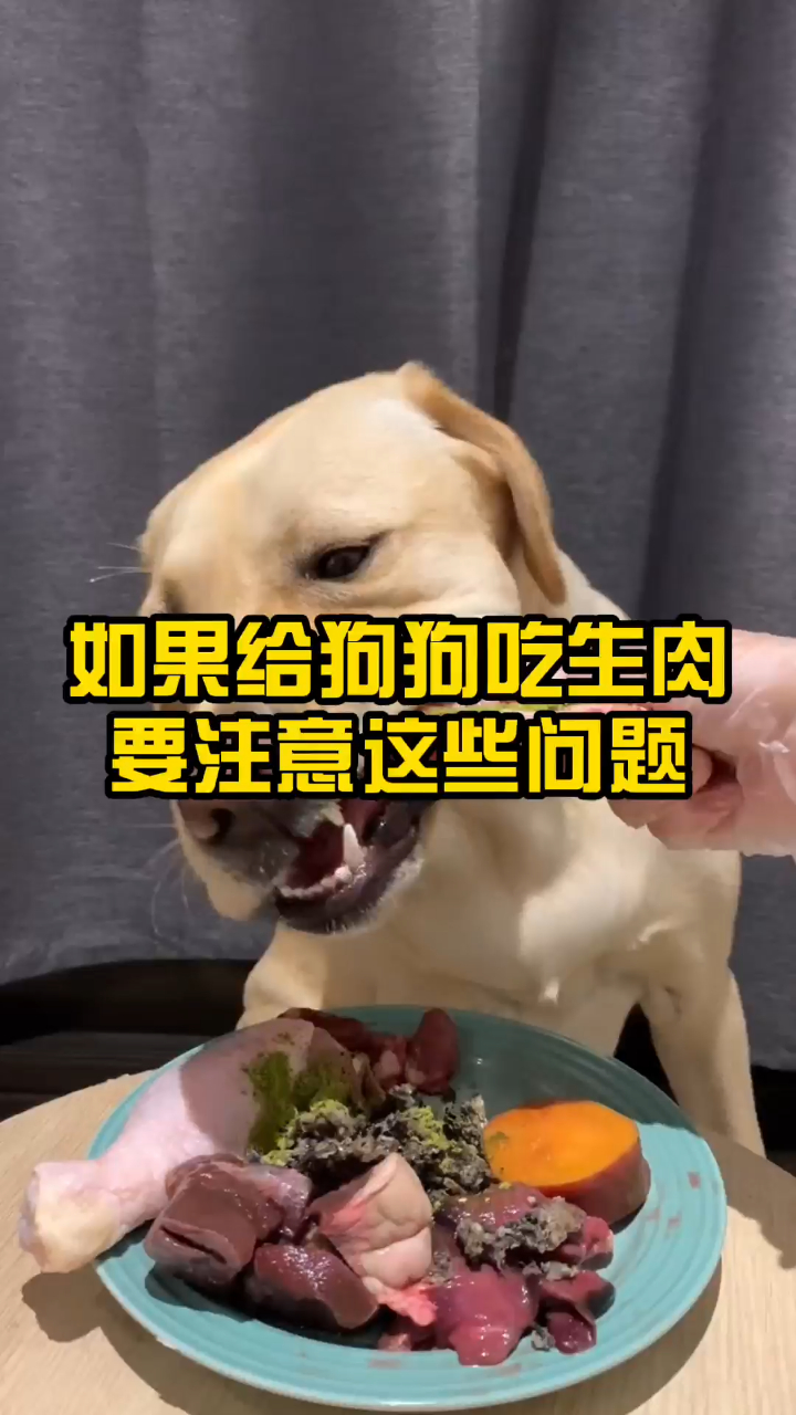 如果给狗狗吃生肉要注意这些问题