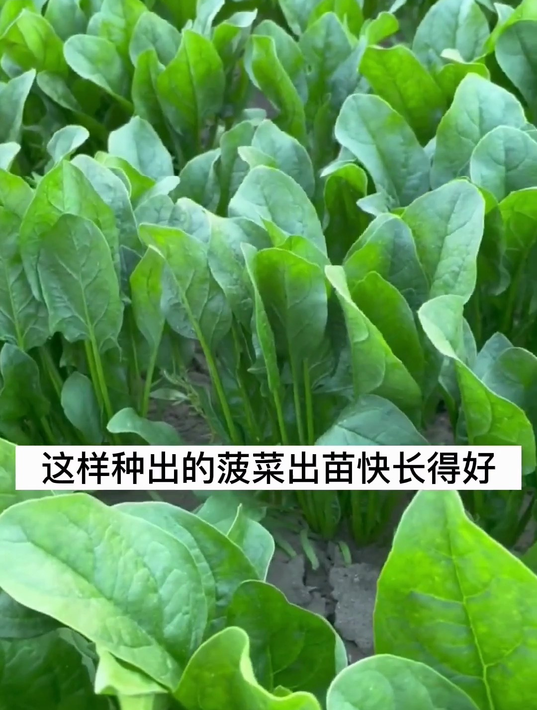 菠菜的种植技巧,你学会了吗?