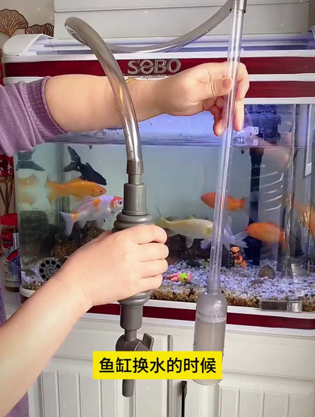后悔没早点给鱼缸装上这个吸便器,仅需一按,轻松换水还能吸鱼便