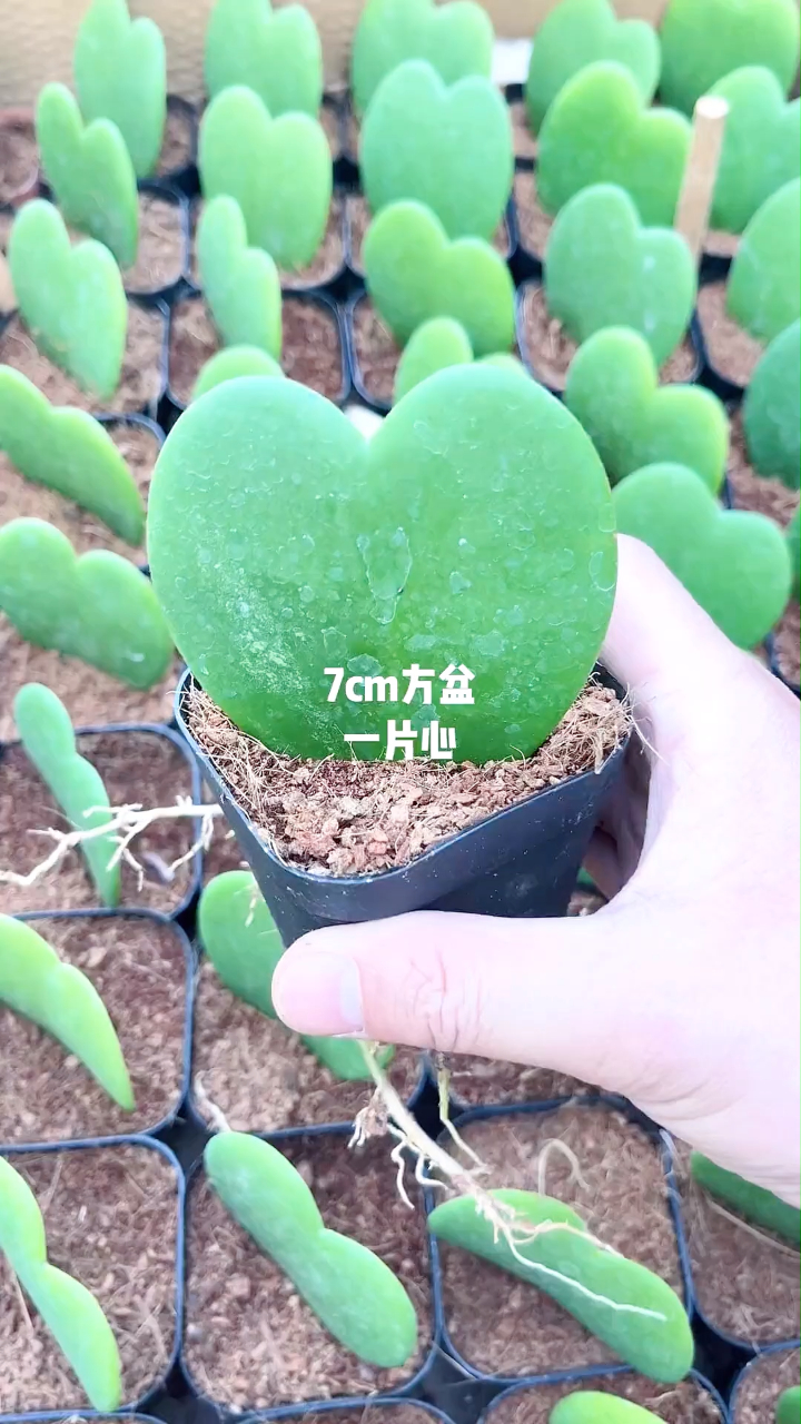 谁的心掉我这里了呀?