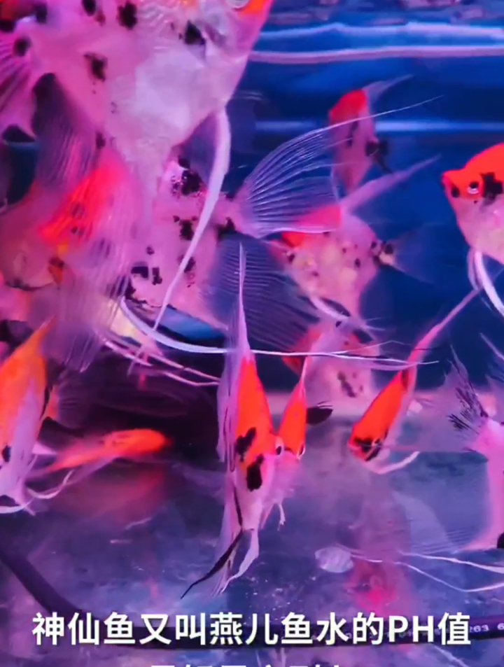 神仙鱼到底好养吗?神仙鱼以叫燕鱼,水的PH值很重要,鱼缸也重要