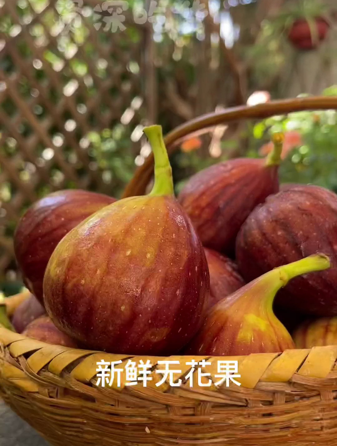 无花果又叫糖包子