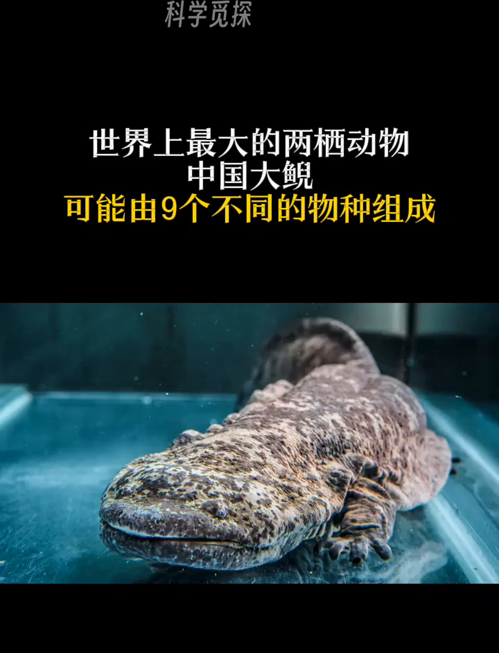 最新发现:咱们以为的中国娃娃鱼其实不止一个品种,可能多达九种哦!