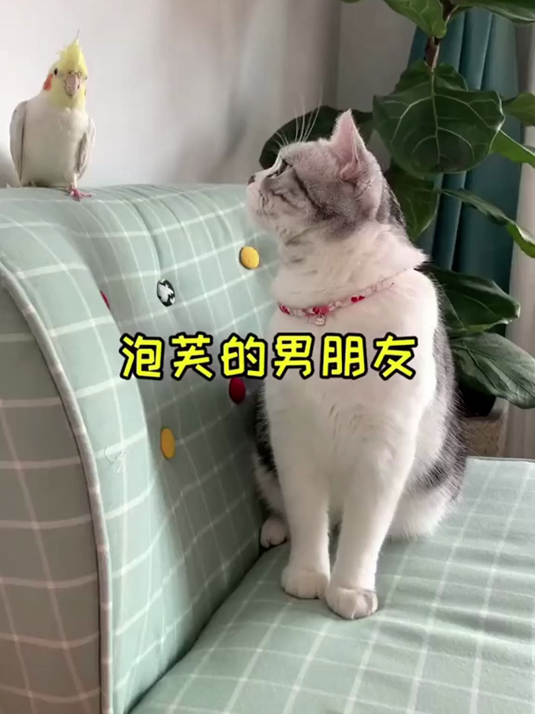 泡芙和安生终于又见面了