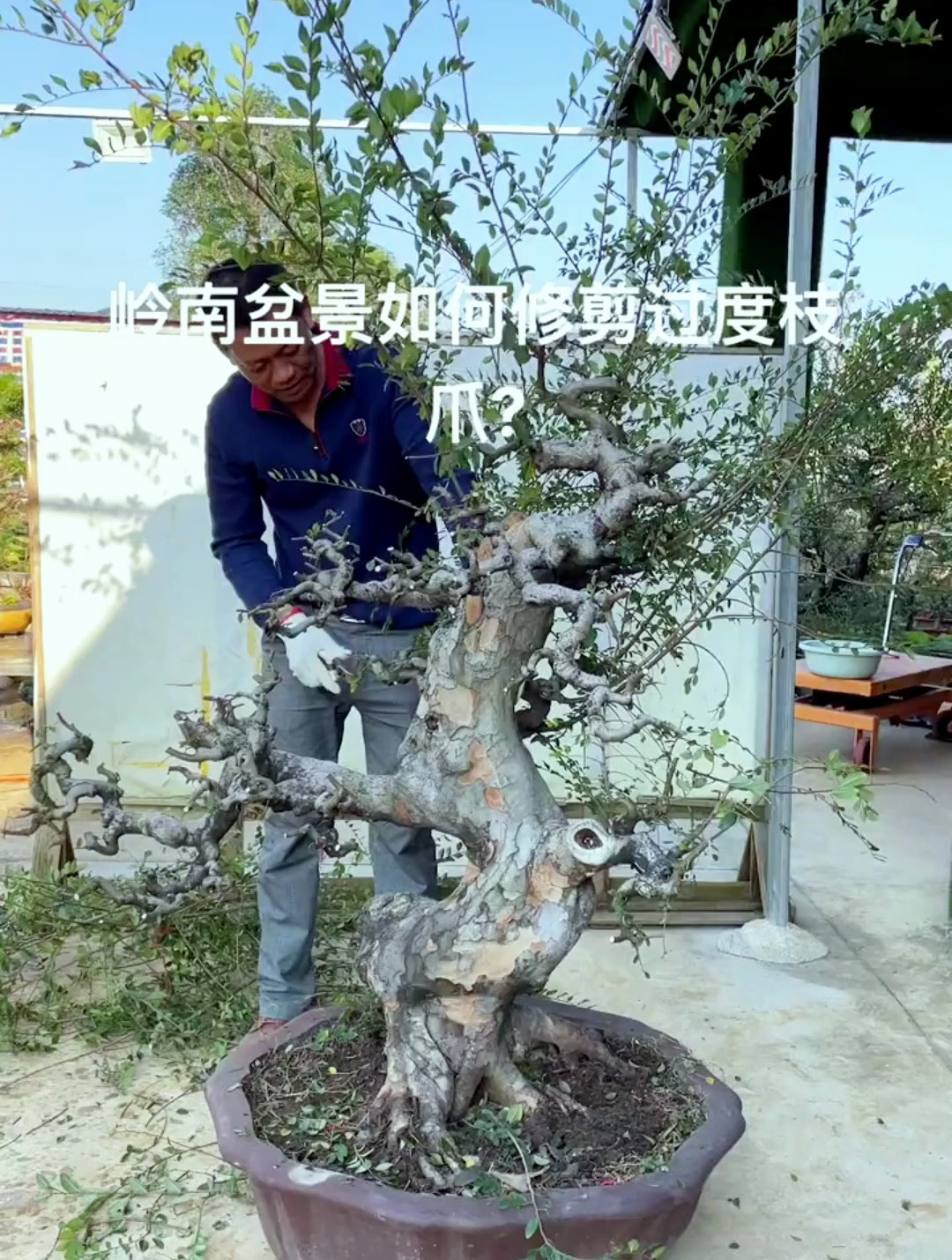 岭南盆景如何修剪过渡枝、鸡爪枝？看专业操作！